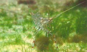 Schrimp on sea grass, Wellington New Zealand. Nikonos V, ... by David Williams 